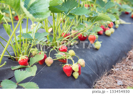 Strong young strawberry bushes on farm while harvest. Picking ripe strawberry on farm Strong young strawberry bushes on farm while harvest. Picking ripe strawberry on farm 133454930