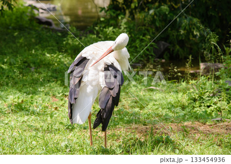 Young beautiful stork cleaning its feathers near swamp in countryside 133454936