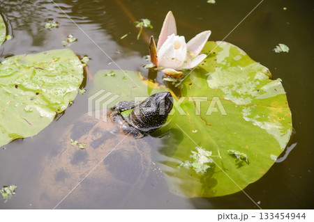 European bog turtle near white Lotus flower in the lake European bog turtle near white Lotus flower in the lake 133454944