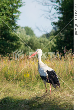 White stork stands in the field at the moved grass White stork stands in the field at the moved grass 133454946