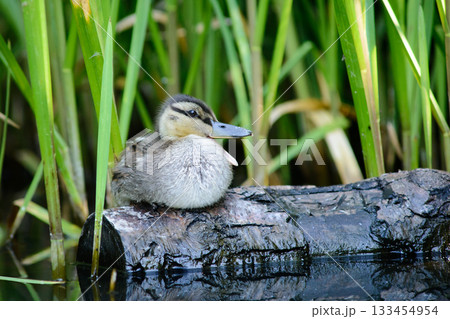 Small duck chick sits on floating log on river and opens its mouth Small duck chick sits on floating log on river and opens its mouth 133454954