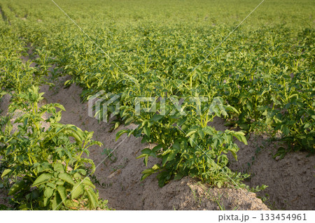 Big potato plants grow in farm Big potato plants grow in farm 133454961