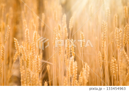 Ripe wheat or rye plants growing in rows in field and bright sun rays coming from the corner of the frame Ripe wheat or rye plants growing in rows in field and bright sun rays coming from the corner of the frame 133454963