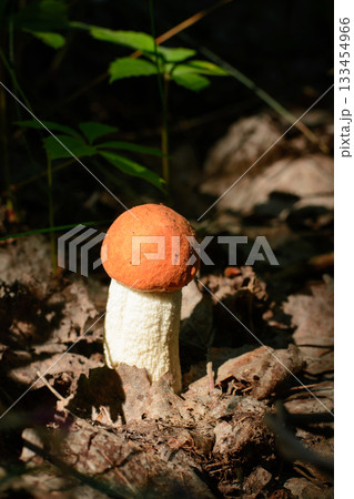 Small orange-cap boletus in the forest at a morning light Small orange-cap boletus in the forest at a morning light 133454966