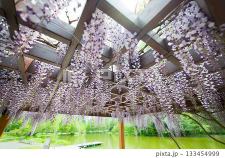 藤の花 133454999