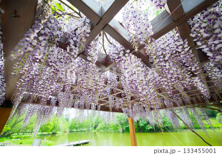 藤の花 133455001
