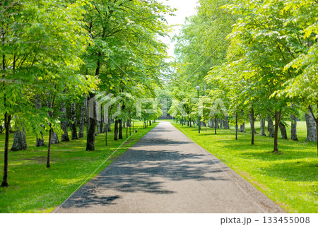 緑の中の道 133455008