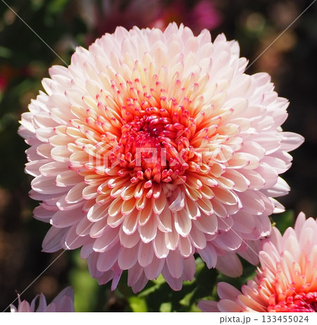 淡いピンクのポンポン菊の群れと美しいグラデーション 淡いピンクのポンポン菊の群れと美しいグラデーション 133455024