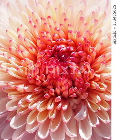 柔らかな色合いが美しい菊の花をマクロで撮影した写真 柔らかな色合いが美しい菊の花をマクロで撮影した写真 133455025