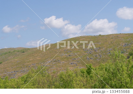 2025年春の枯れ草が残る秋吉台 133455088