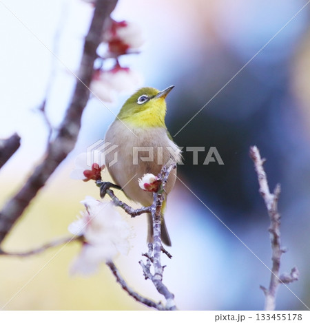 梅の枝に止まるメジロ 梅の枝に止まるメジロ 133455178