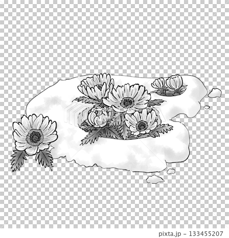 阿多尼斯_春天_雨水_單色 133455207