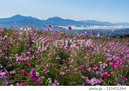 越後三山とコスモス 133455264