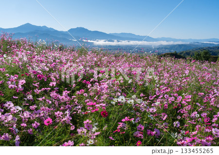 コスモスと雲海 133455265