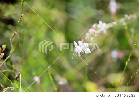 爽やか　ガウラの花　白鳥草 133455285