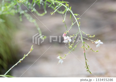 爽やか　ガウラの花　白鳥草 133455286