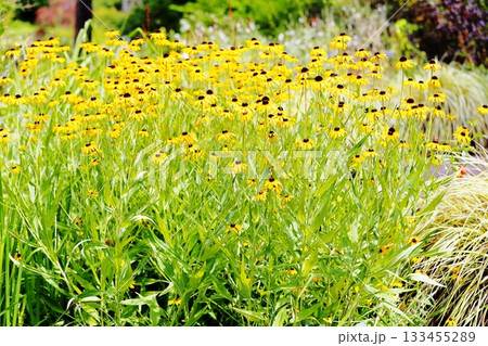 可愛い　ルドベキアの花 133455289