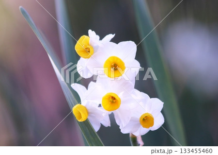 アップで撮った美しいスイセンの花 アップで撮った美しいスイセンの花 133455460