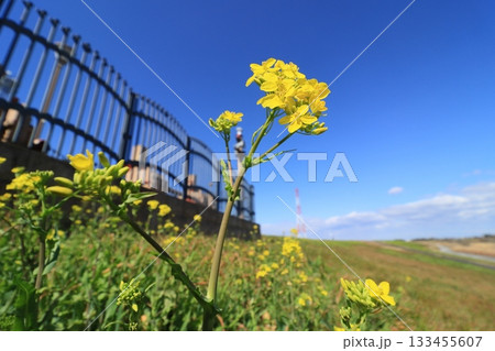 菜の花 アブラナ 春の花 菜の花 アブラナ 春の花 133455607