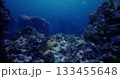 Beneath the surface, a stunning underwater world reveals diverse coral formations and schools of colorful fish. This tranquil environment thrives in deep blue waters, teeming with life. 133455648