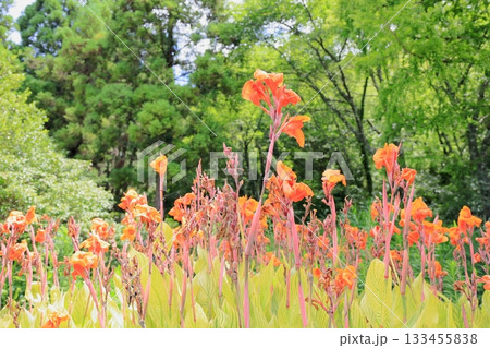 鮮やか カンナの花 鮮やか カンナの花 133455838