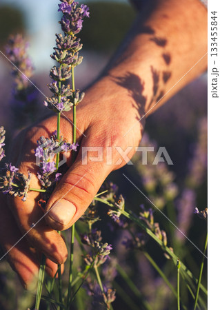 Male hand gently touching lavender flowers in a field. A close-up shot of a hand caressing purple lavender flowers in a field A farmer picks flowers. 133455844