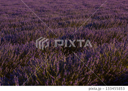 Purple Lavender Field in Bloom. A vibrant image capturing a vast field of blooming lavender. The purple flowers in Provence, France 133455853