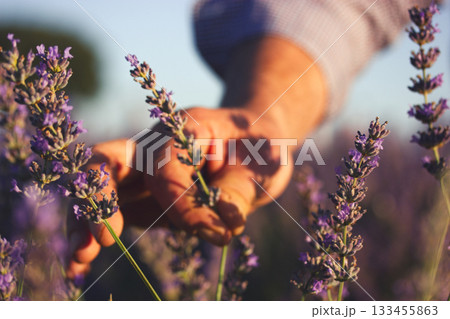 Male hand gently touching lavender flowers in a field. A close-up shot of a hand caressing purple lavender flowers in a field A farmer picks flowers. Male hand gently touching lavender flowers in a field. A close-up shot of a hand caressing purple lavender flowers in a field A farmer picks flowers. 133455863