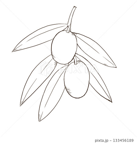 オリーブのシンプルな線画イラスト 133456189
