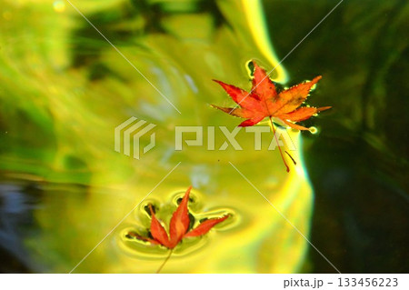 水面に浮かぶ紅葉 水面に浮かぶ紅葉 133456223
