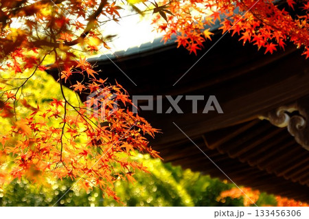 紅葉したモミジとお寺 紅葉したモミジとお寺 133456306