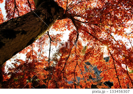 燃えるような紅葉 燃えるような紅葉 133456307