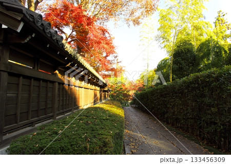 紅葉したモミジとお寺 133456309