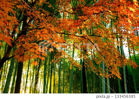 竹林と紅葉 鮮やかな秋のコントラスト 木漏れ日の射す風景 竹林と紅葉 鮮やかな秋のコントラスト 木漏れ日の射す風景 133456385