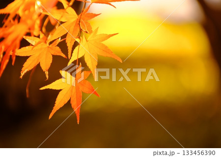 夕日に染まった黄色のモミジ 夕日に染まった黄色のモミジ 133456390