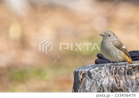 切り株にとまるジョウビタキのメス・コピースペース 133456479