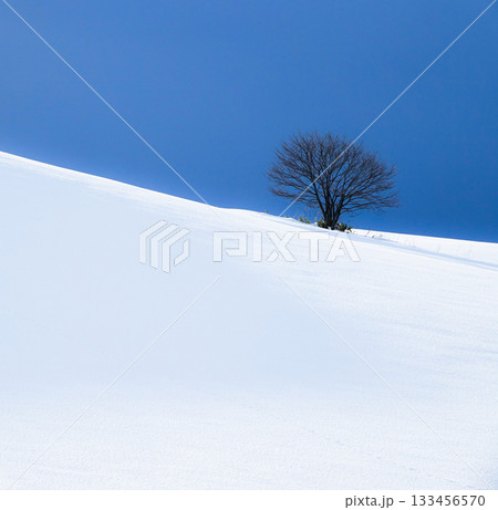 雪深い真冬の北海道美瑛の丘にひっそりと佇む一本の木 133456570