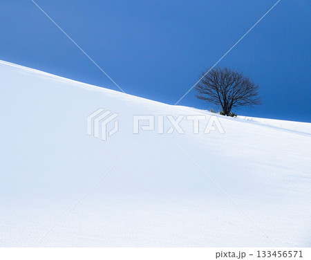 雪深い真冬の北海道美瑛の丘にひっそりと佇む一本の木 雪深い真冬の北海道美瑛の丘にひっそりと佇む一本の木 133456571