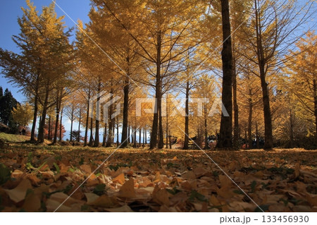 愛媛県久万高原町　高野展望台の銀杏の森 133456930