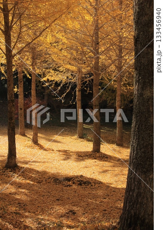 愛媛県久万高原町　高野展望台の銀杏の森 133456940
