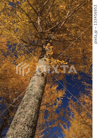 愛媛県久万高原町　高野展望台の銀杏の森 133456953