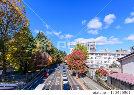 仙台 西公園通 秋 仙台 西公園通 秋 133456961