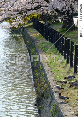 春の広沢の池と鴨の行列 133456980