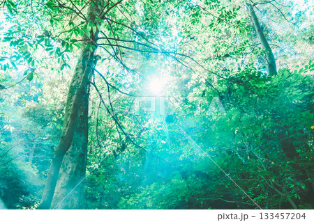 伊勢神宮外宮の風景 133457204