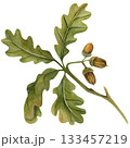 Acorns on the branch watercolor illustration. Hand drawn realistic oak tree brown nut element on the branch. Isolated on white background 133457219