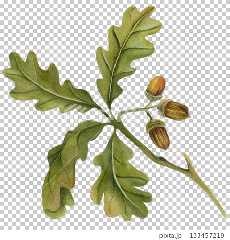 Acorns on the branch watercolor illustration. Hand drawn realistic oak tree brown nut element on the branch. Isolated on white background 133457219