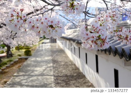 春の桜咲く勝竜寺城公園 133457277