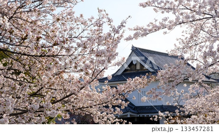春の桜咲く勝竜寺城公園 133457281