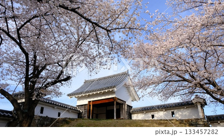 春の桜咲く勝竜寺城公園 春の桜咲く勝竜寺城公園 133457282