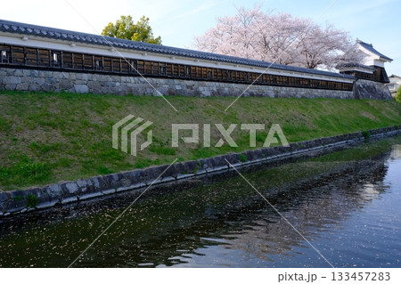 春の桜咲く勝竜寺城公園 133457283